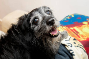 pets getting ready for their golden years 