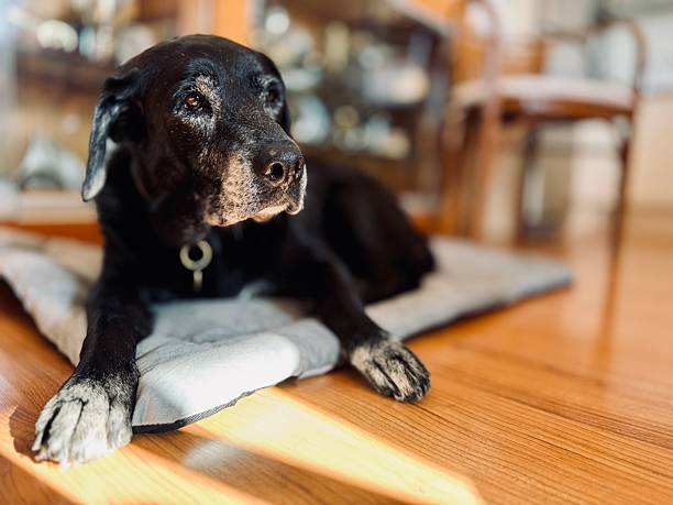 how to prepare for your pets' golden year