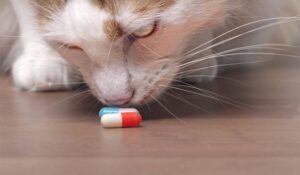 animal poison prevention 
