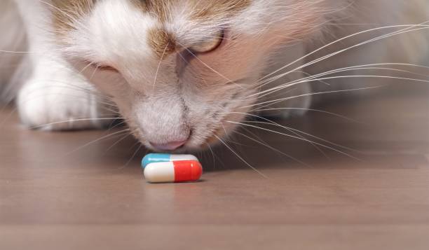 animal poison prevention