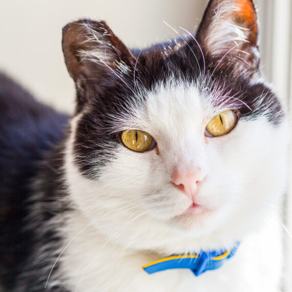 adult domestic cat sitting in grass