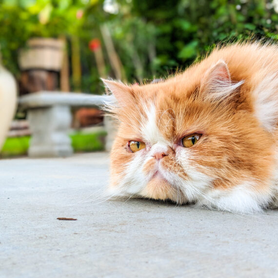 Tan and white cat laying on a cement patio