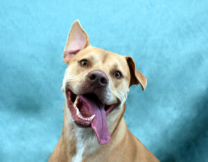 “Tan dog with one ear perked and one flopped, panting with its tongue hanging out, against a soft blue background.”