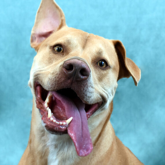 “Tan dog with one ear perked and one flopped, panting with its tongue hanging out, against a soft blue background.”