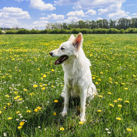 Cute white dog sitting among yellow wildflowers in sunny meadow.