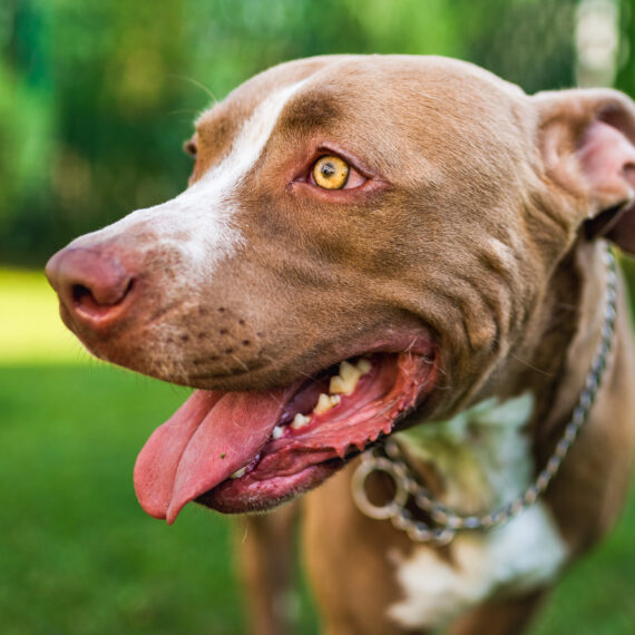 Closeup of young Amstaff dog head against green background in summer garden.