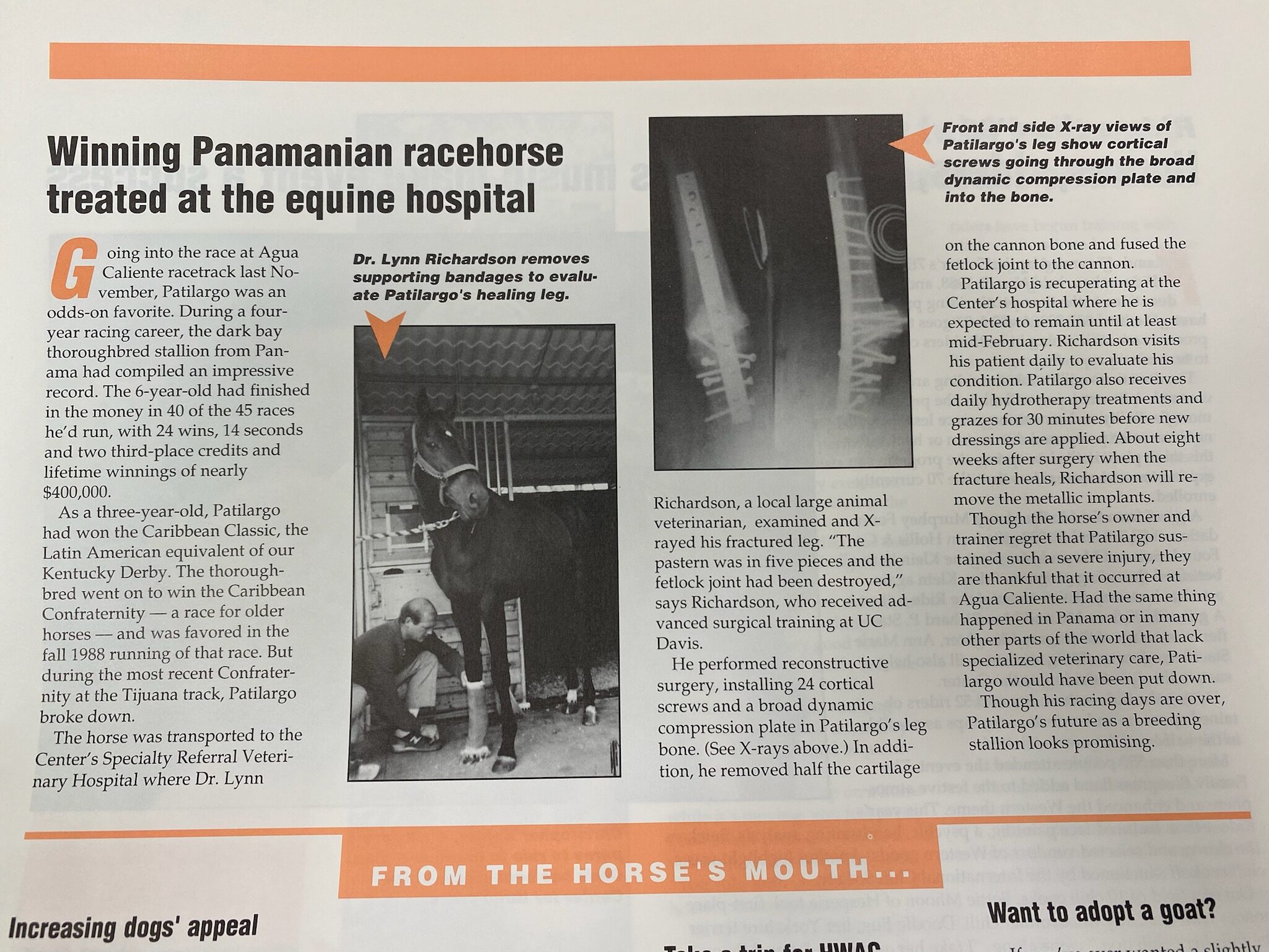 Winning Panamanian racehorse treated at the equine hospital