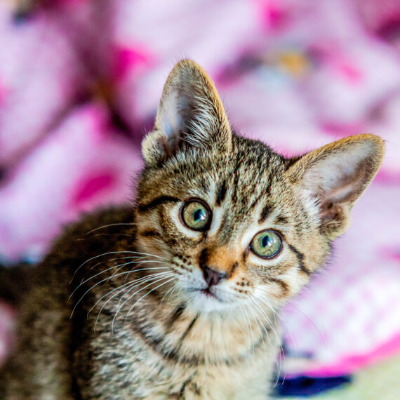 A closeup shot of a cute kitten looking at the camera with its eyes wide open