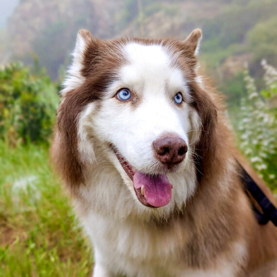 Brown and white dog, sitting in a meadow