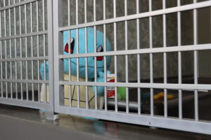 Squirtle in kennel