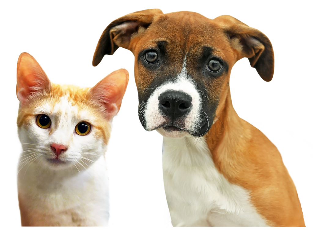 white and orange kitten and boxer puppy looking forward