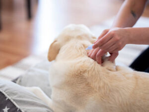 white dog being searched for fleas and ticks 