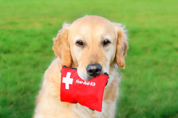 Golden Retriever holding First-Aid-Kit. Pet First Aid Awarness