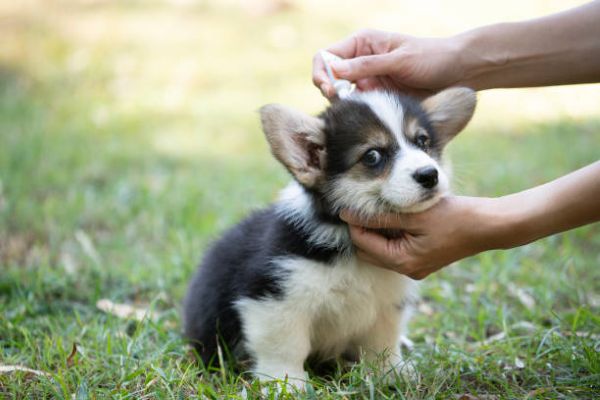 dog being searched for ticks and fleas