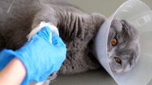 pet first aid awareness- cat in cone with bandaged leg 