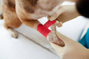 pet first aid awareness 