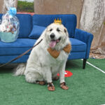 prom king big white fluffy dog