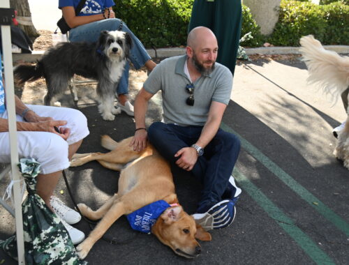A man sitting on the ground petting a therapy dog with another therapy dog standing in the background