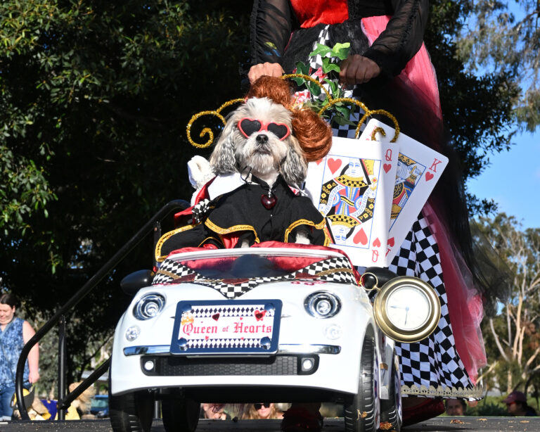dog dressed up
