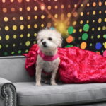 Puppy Prom Princess Mary Jane