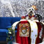 Puppy Prom King Fritzle von Vicious