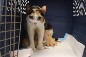 Mamma Mittens + Her Kittens