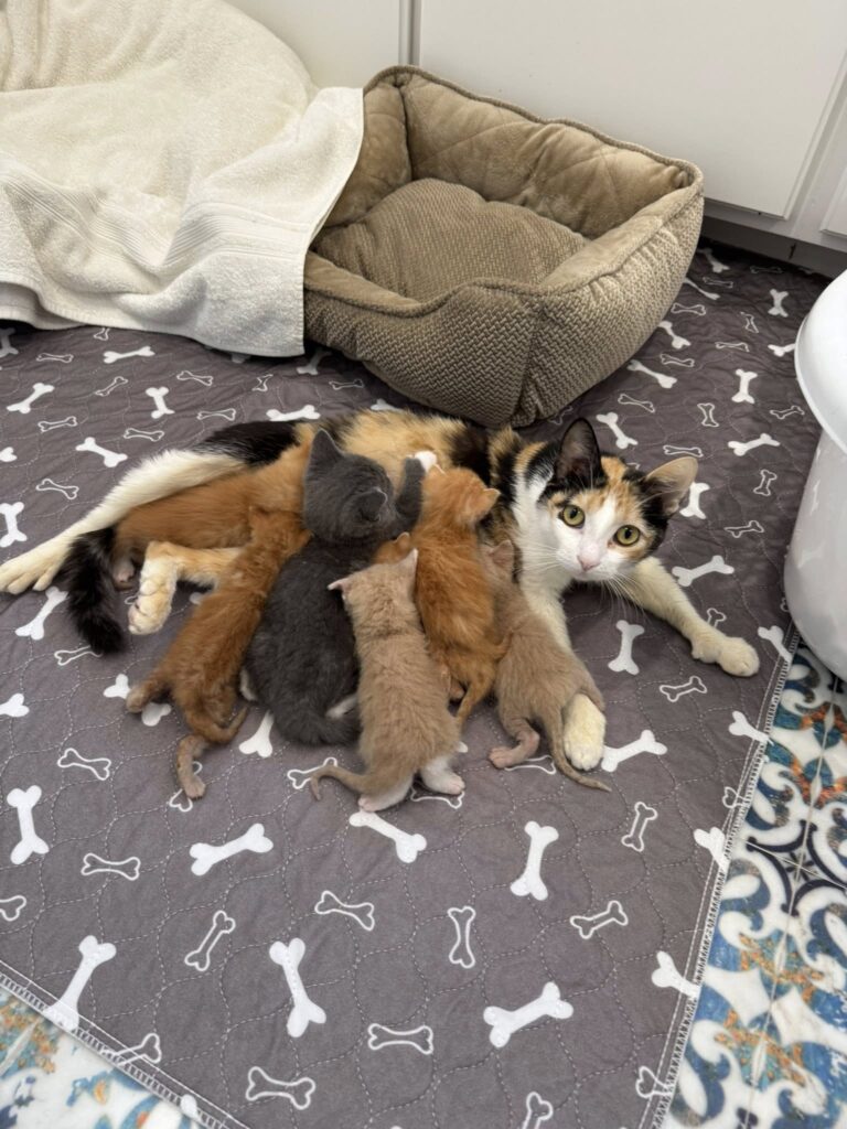 Mamma Mittens Nursing