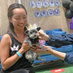 small dog as prom queen