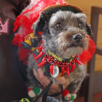 dog dressed up