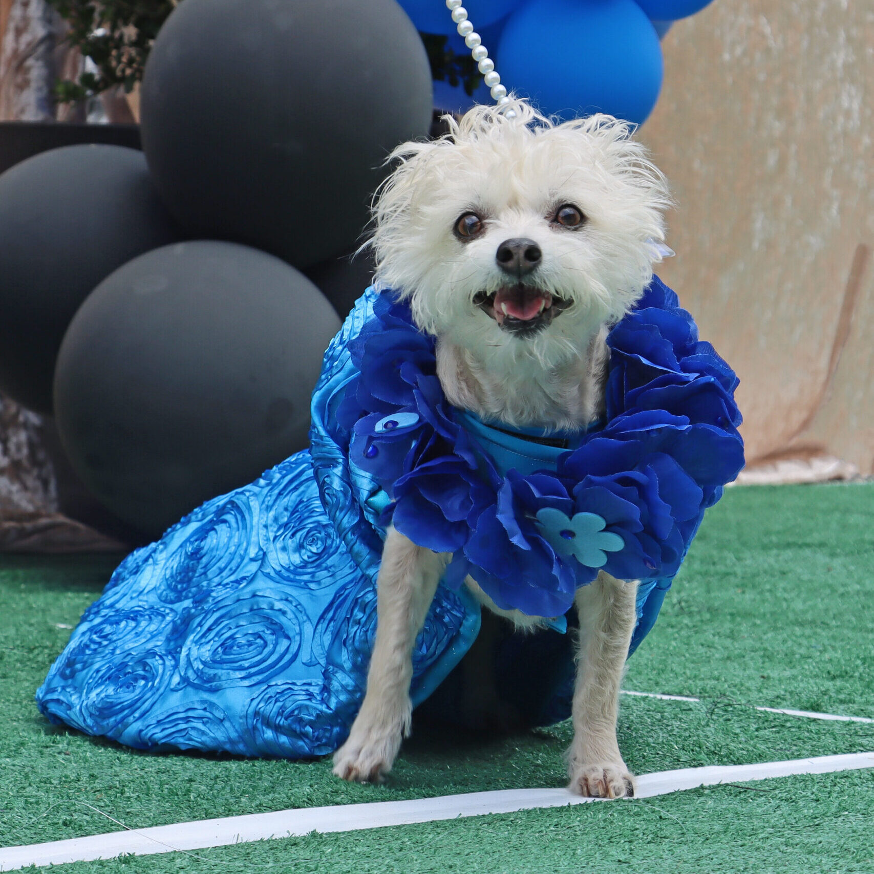 white dog dressed in a blue dress