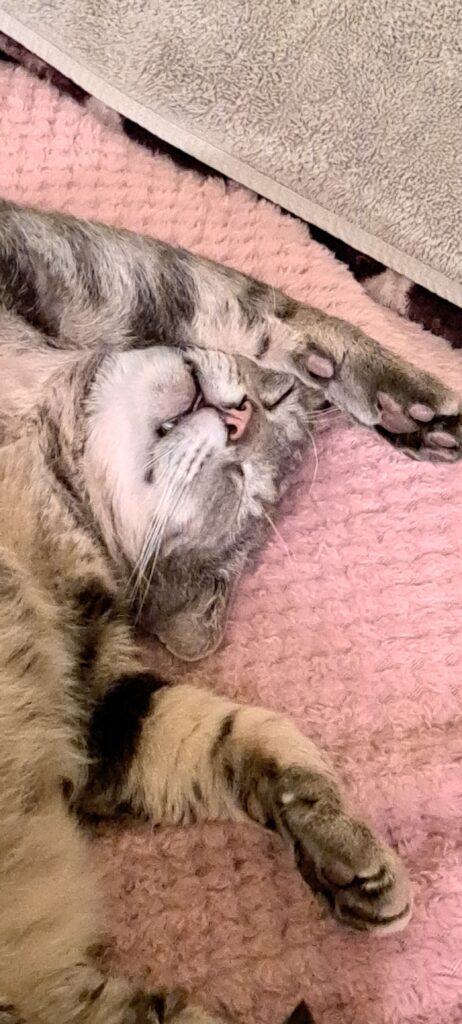 a grey tabby cat lays on its back with its eyes closed and a smile on its face.