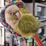 bird