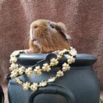 guinea pig