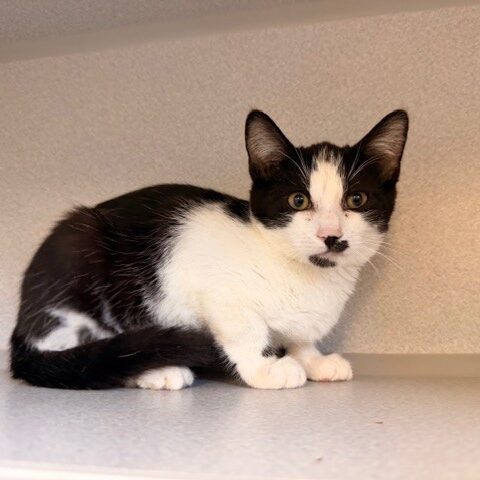 a black and white kitten stares out from