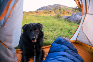 dog camping in nature 