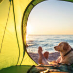 dog camping at the beach in san diego