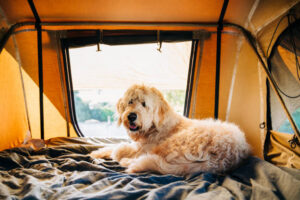 dog camping 