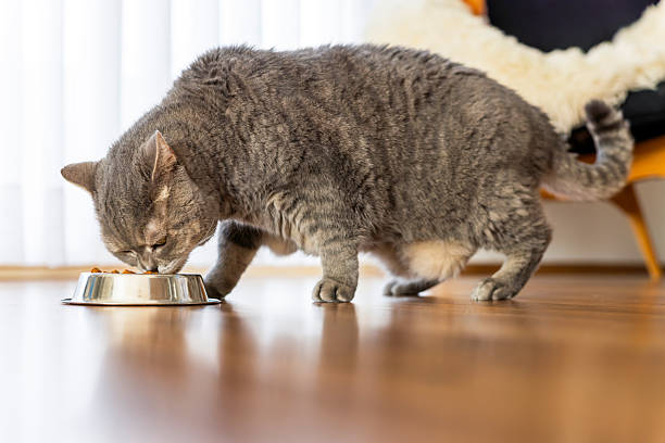 pet obesity watch in san diego