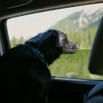 dog with head out the window