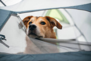 dog camping in san diego 