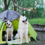 dogs camping in nature