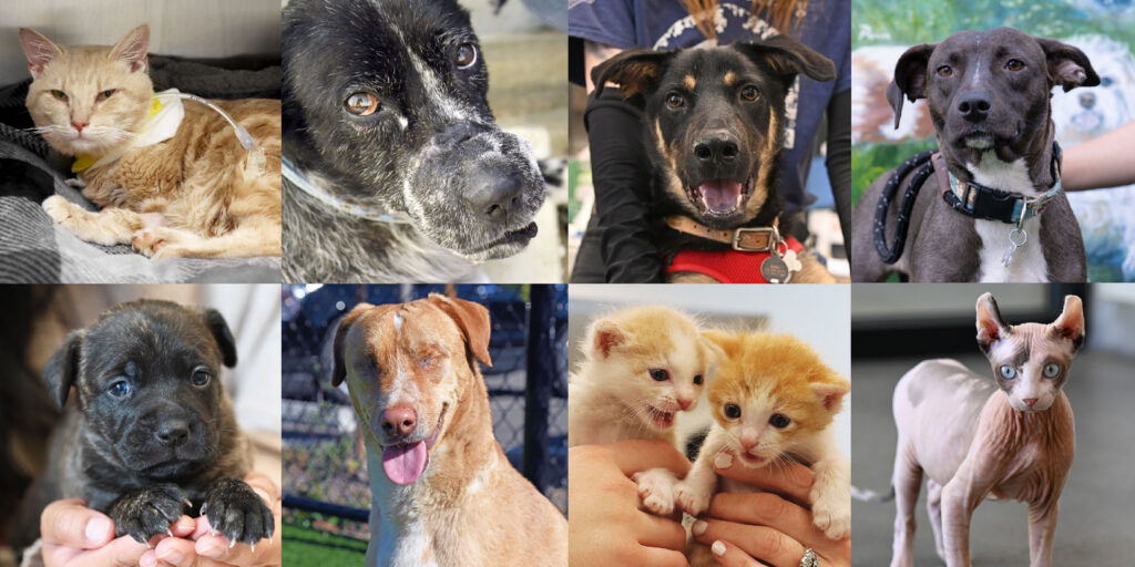 A collage of various dogs and cats