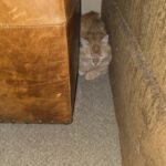 An orange fluffy cat hiding between two couches