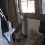 A light brown cat on two legs staring out the window
