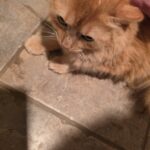 An orange cat laying on the floor looking down
