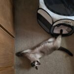 A light brown cat laying on the floor