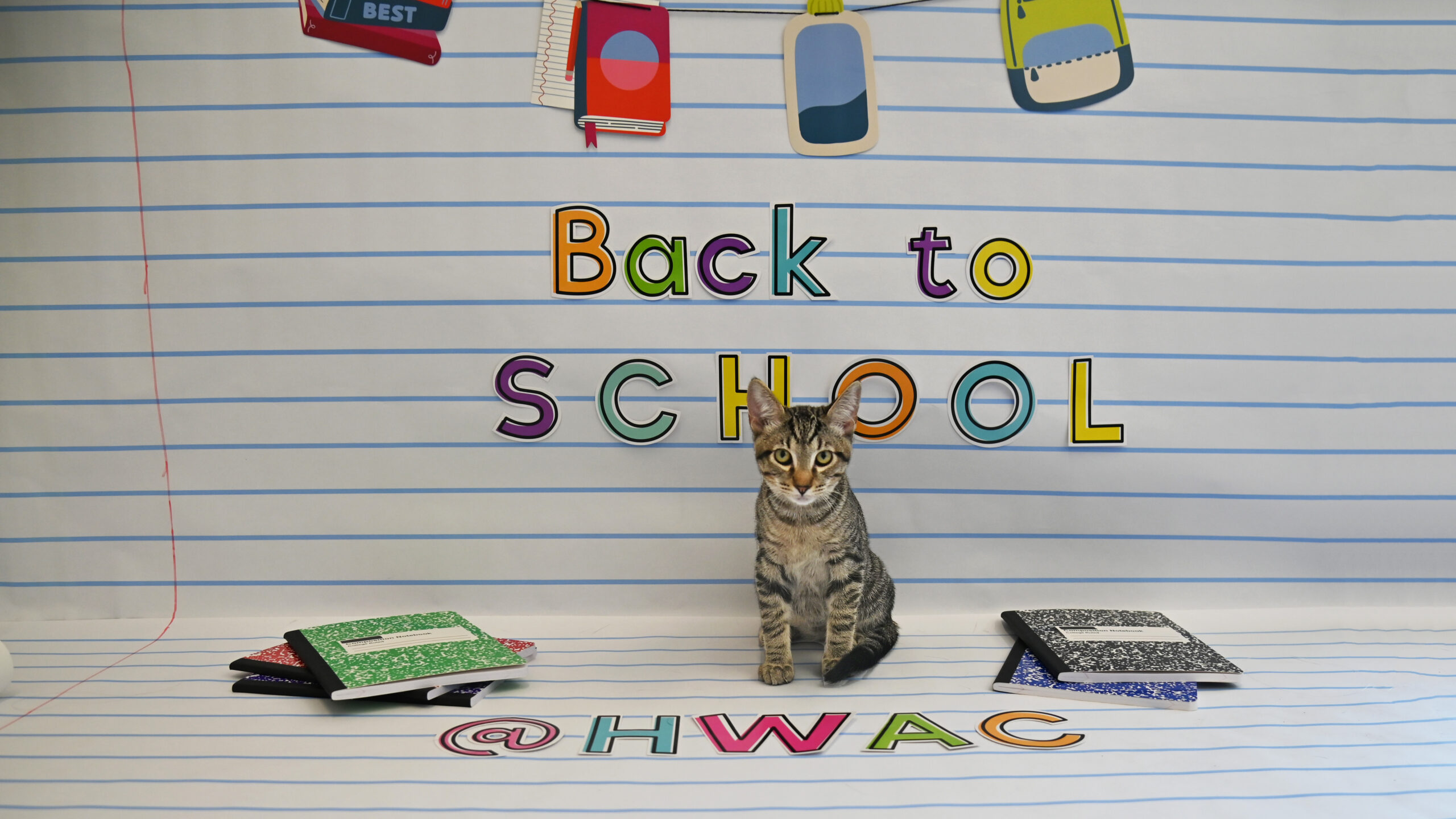 Teddy w/ school supplies