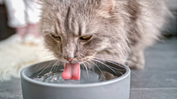 cat drinking water