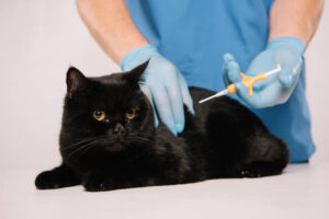 cropped view of veterinarian making microchipping procedure to black cat isolated on grey