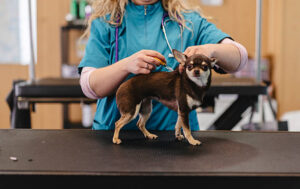Veterinarian implants microchip into small brown chihuahua on exam table during routine check-up at veterinary clinic, ensuring pet identification, health and safety